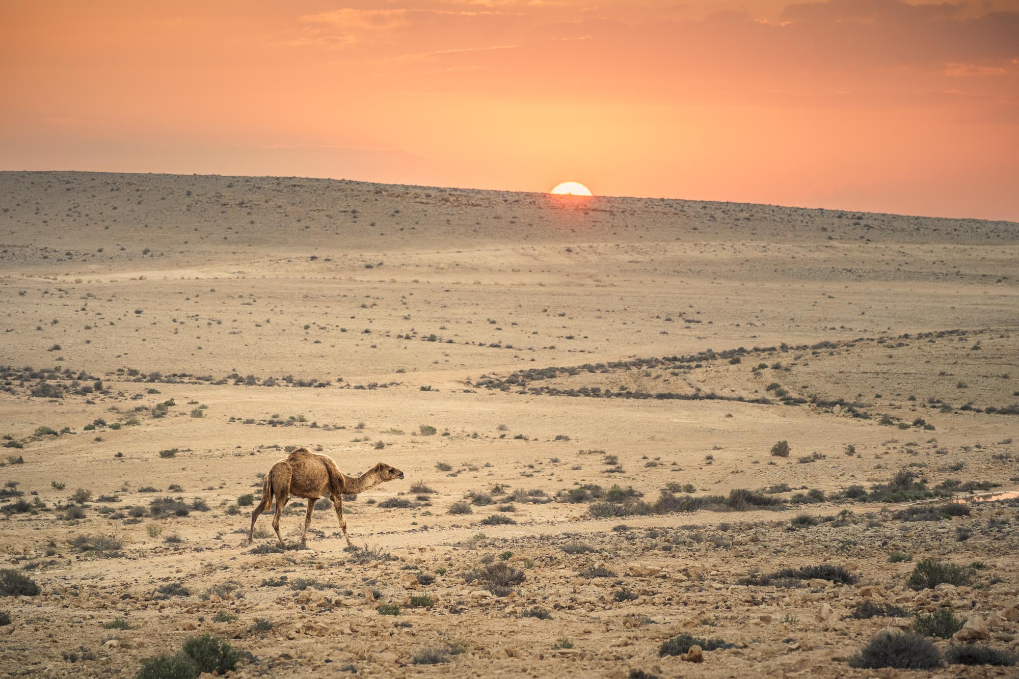 Desert Wanderer